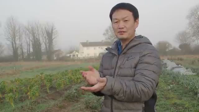 スプレーを使わずに起きた奇跡:感謝が引き出す土の力