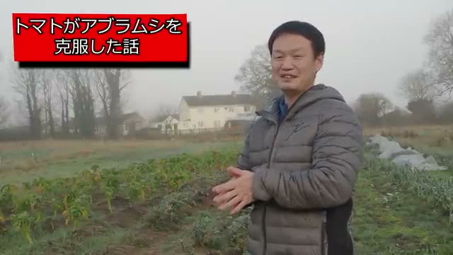2012年イギリスでの試練:トマト200本を襲ったアブラムシ大発生
