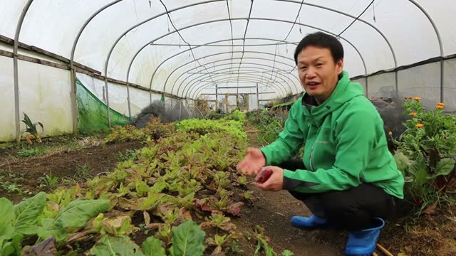 2. 狭い土地での工夫:作物の相性と「麦」の土壌改善力