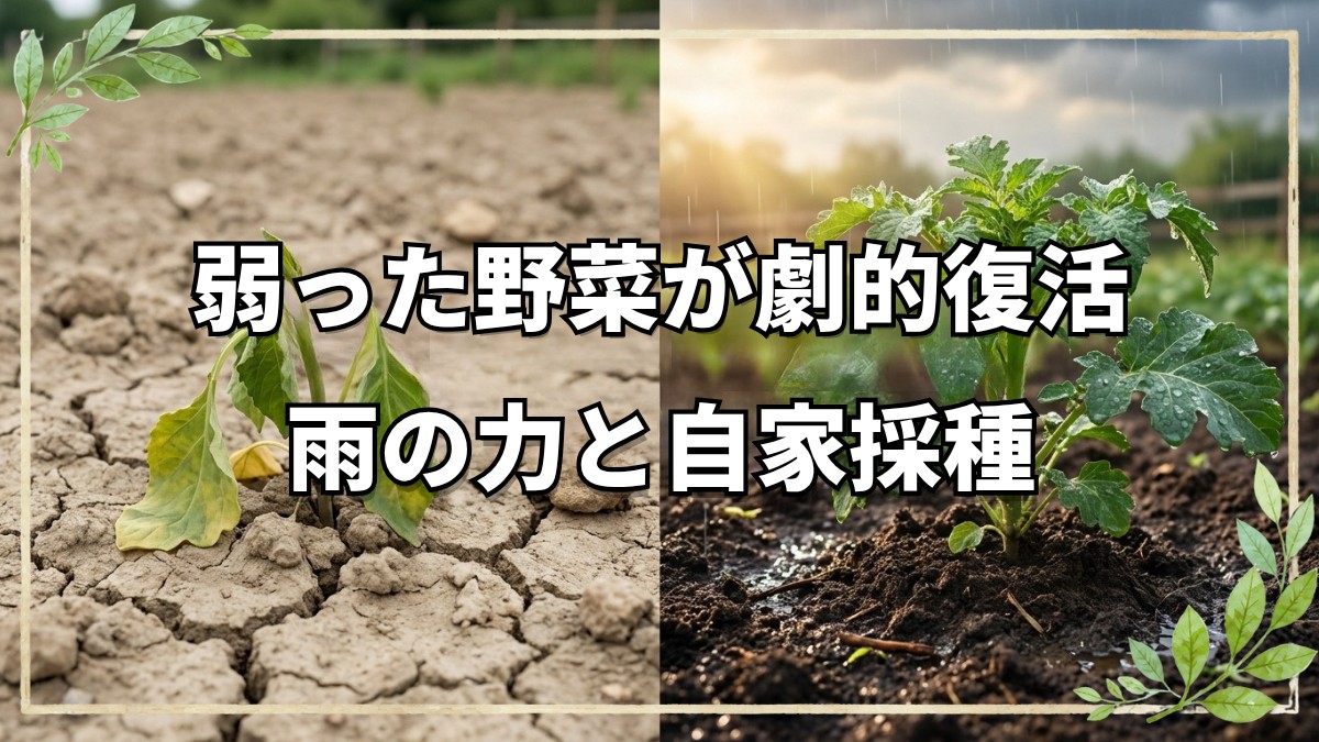 雨の力で作物復活と自家採種の始め方