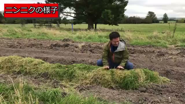 粘土質の土壌管理とニンニクの草マルチ栽培