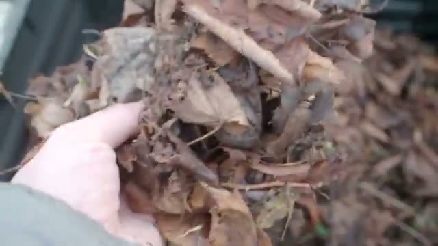 落ち葉の発酵熱を利用した温床づくり