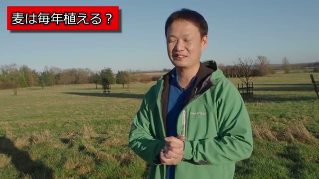 畑の草と緑肥(麦)の役割