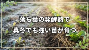 自然栽培における草マルチの活用と温床づくり、アブラナ科の交配を防ぐ種取りの技術