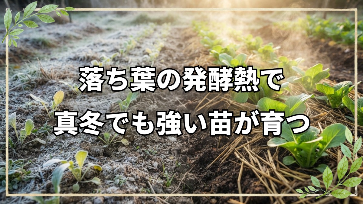 自然栽培における草マルチの活用と温床づくり、アブラナ科の交配を防ぐ種取りの技術