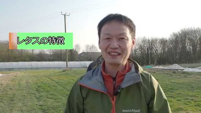 レタスの基本的な性質と発芽・生育の適温