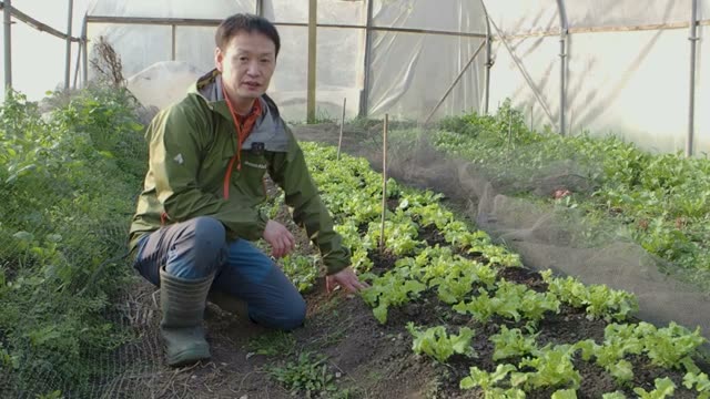 ハウスを活用した通年栽培と耐寒性