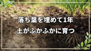 【自然栽培】床堆肥を作った畑の1年後と土の変化