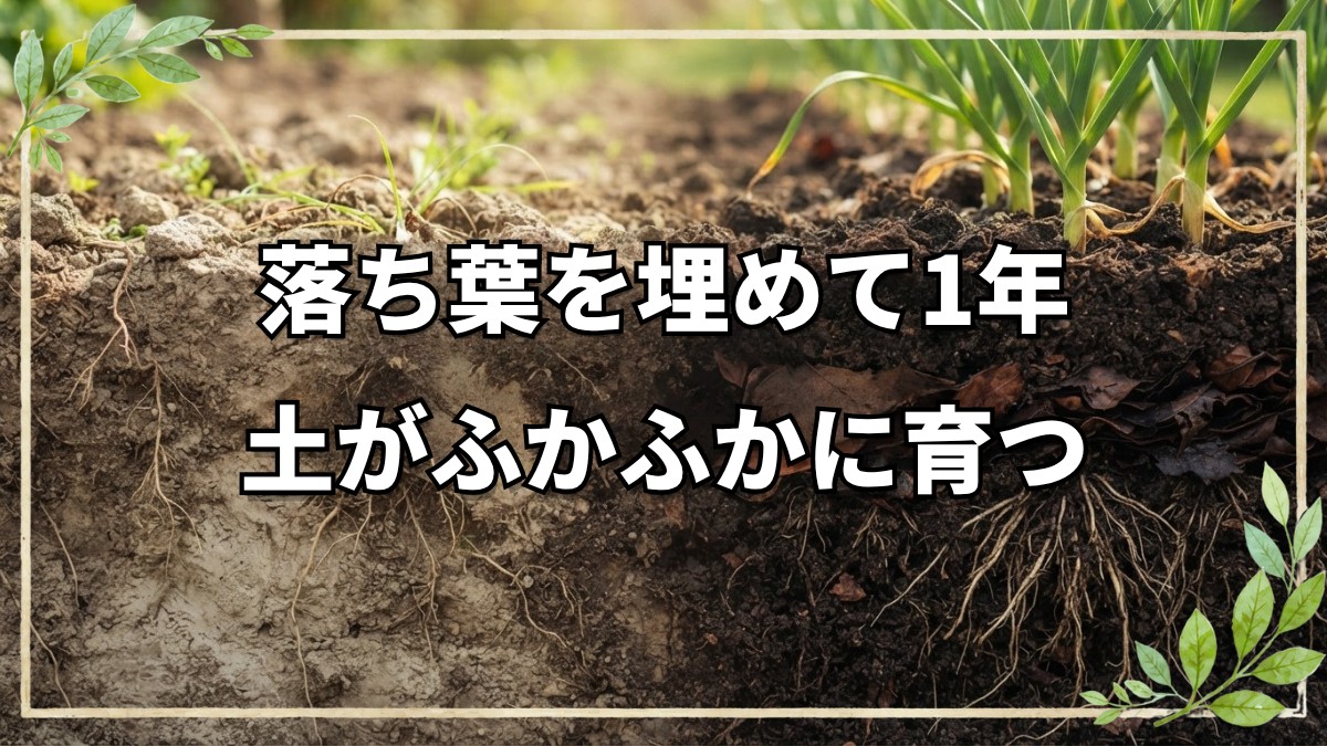 【自然栽培】床堆肥を作った畑の1年後と土の変化