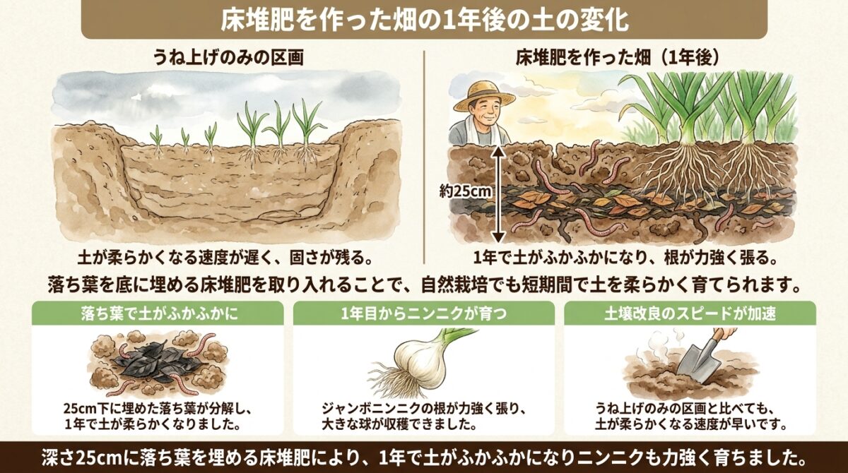【自然栽培】床堆肥を作った畑の1年後と土の変化