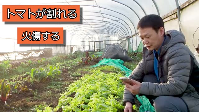 トマトの実割れや日焼けはどう防ぐ?
