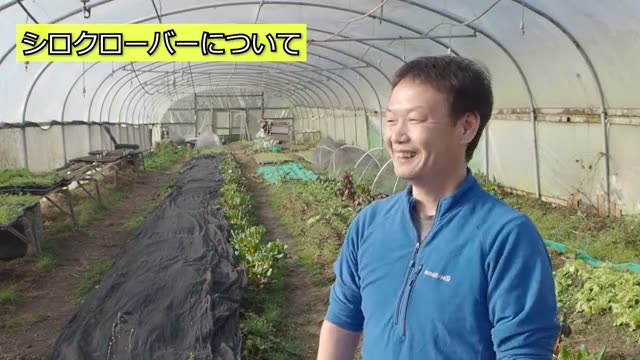 畑の白クローバーは野菜の邪魔になるのか