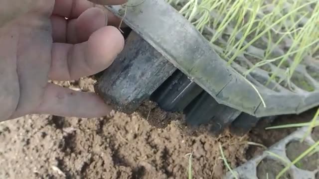 タマネギの苗づくりにおける重要なポイント