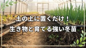 【自然栽培】冬のハウス育苗と土づくり|白クローバーの役割と動物との共存