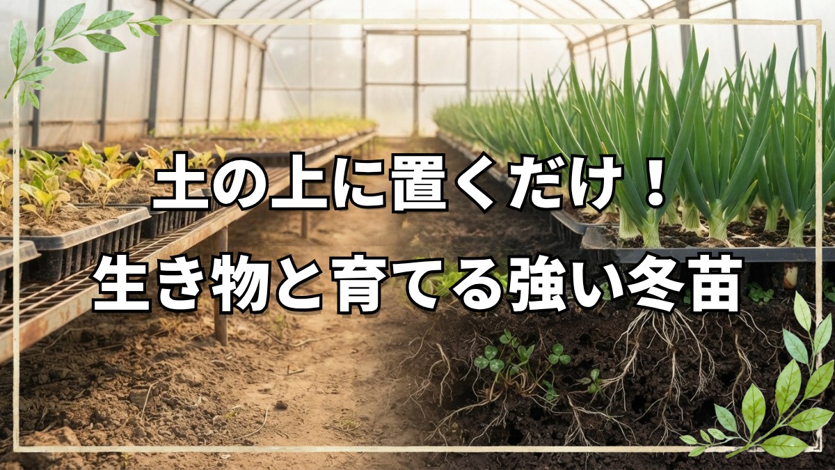 【自然栽培】冬のハウス育苗と土づくり｜白クローバーの役割と動物との共存