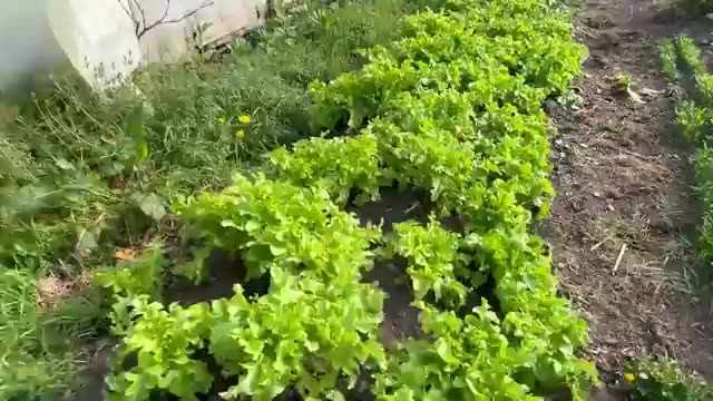 剪定しないブドウと上を向くバラ