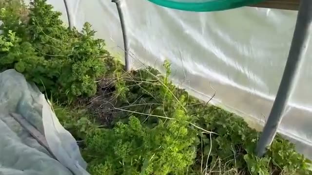 連作ハウスの様子と自家採種のタマネギ
