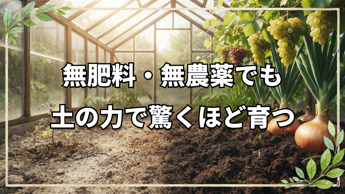無肥料・無農薬で育つ野菜たち｜イギリスのハウスに見る土の力と自然栽培の実際
