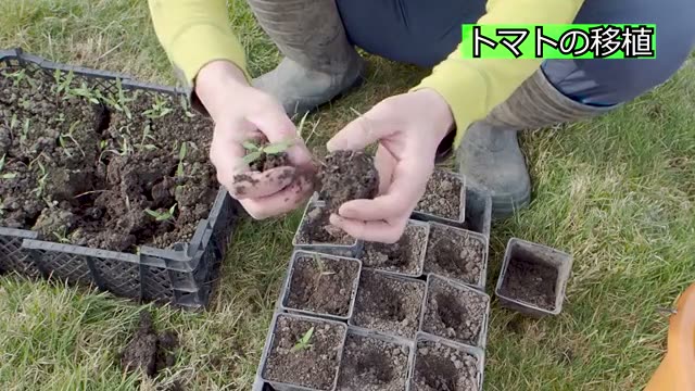 苗の取り出しと植え付けの手順