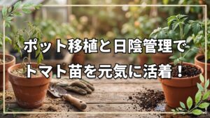 トマト苗をポットへ移植する活着の要点