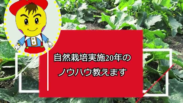 連作圃場の土を使った大ポットへの移植手順