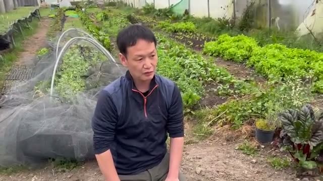 大ポットへ仮植えする理由と霜への対策