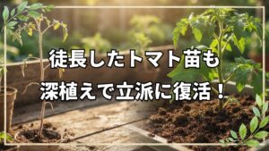 トマト苗の徒長をカバーする深植え移植法|連作土の活用と霜対策