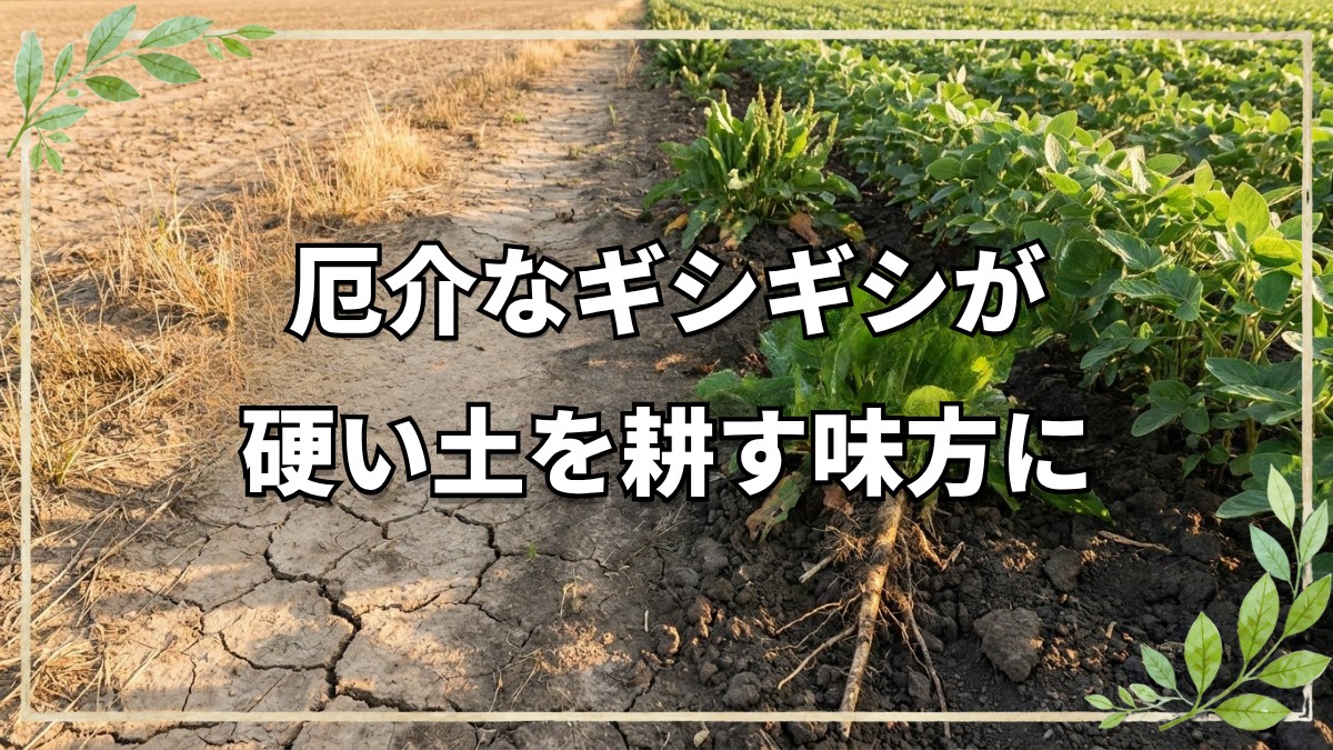 雑草ギシギシが硬い土を耕し人を癒やす