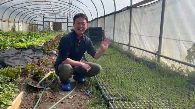 ポイント1:育苗中に葉の先を切り戻す
