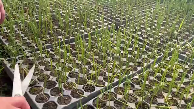 ポイント2:植え付け時に葉と根の両方を切る
