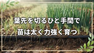 自然栽培で大きなタマネギ・ネギを育てる苗づくりの技術