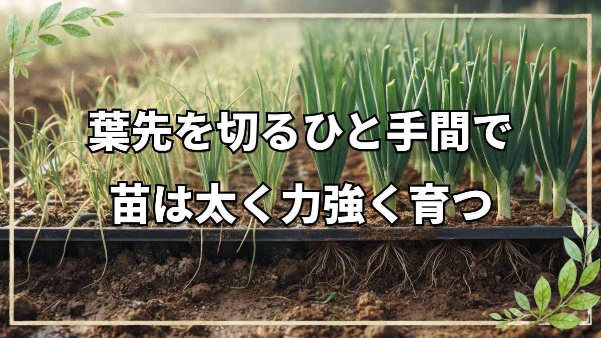 自然栽培で大きなタマネギ・ネギを育てる苗づくりの技術