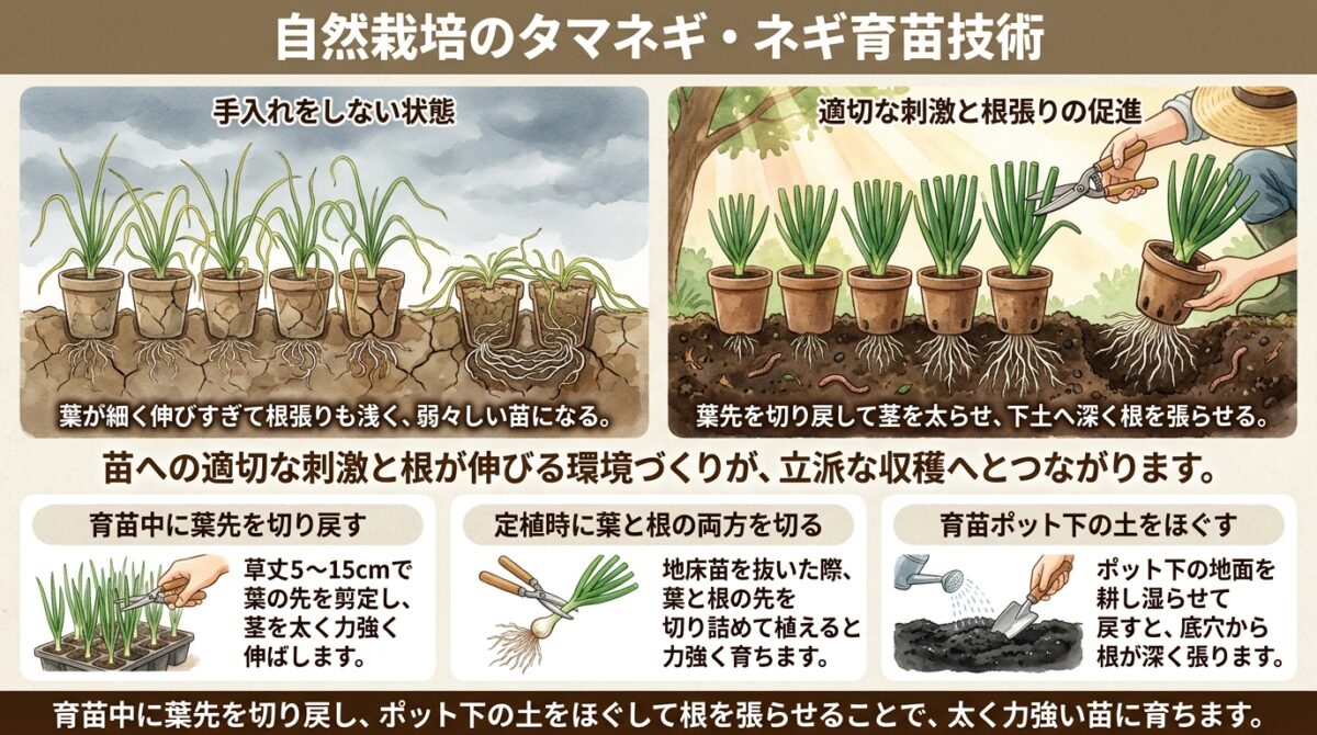 自然栽培で大きなタマネギ・ネギを育てる苗づくりの技術