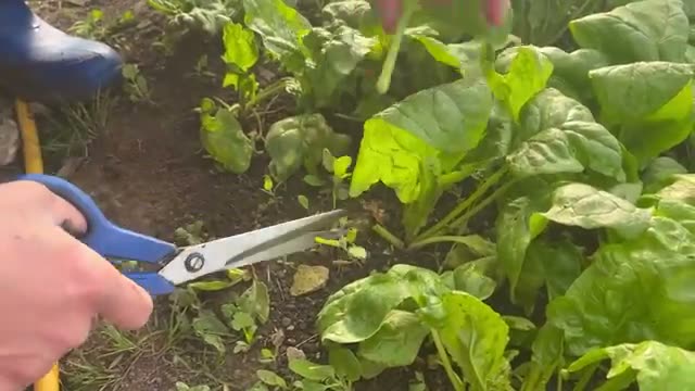 ほうれん草:外葉から摘んで複数回収穫する