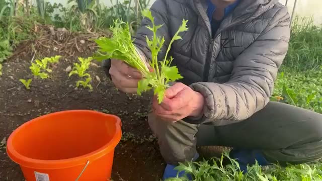 水菜:刈り取り位置の工夫とトウ立ち株の活用法