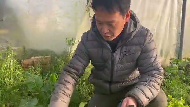 リーフレタス:外葉の掻き取りで収穫量を最大化する