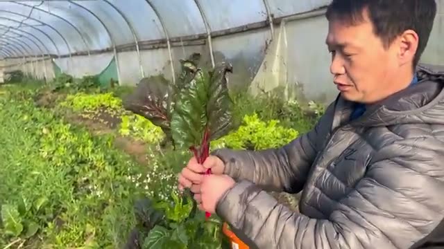 スイスチャード:大株からトウ立ち期まで無駄なく使う