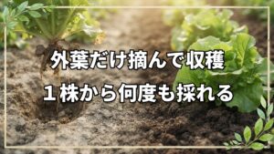 収穫方法を工夫して収穫量を増やす|自然栽培における葉物野菜の採り方