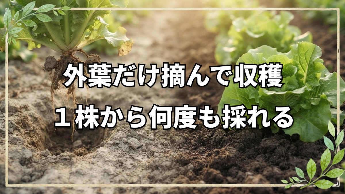 収穫方法を工夫して収穫量を増やす｜自然栽培における葉物野菜の採り方
