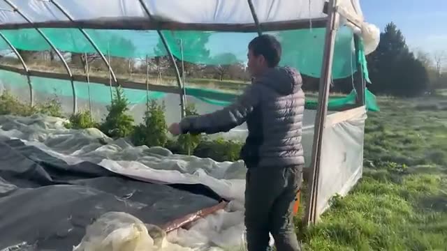 連作13年目を迎えるトマト畑の冬越し管理