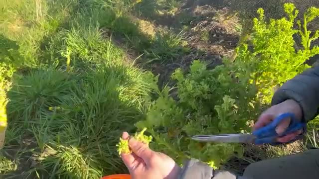 ケールの収穫適期と抽苔（とう立ち）時の活用法