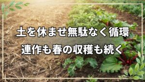 連作13年のトマト畑とケール・ルバーブの収穫ポイント