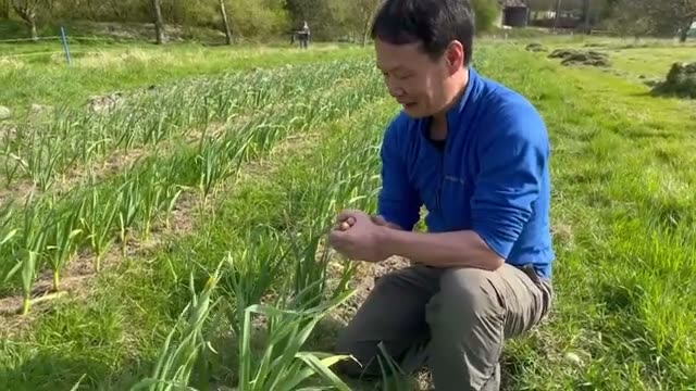3. ニンニクへの草マルチ:カチカチの土を柔らかく再生する
