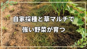 自家採種と草マルチで育てる強い野菜