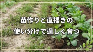 自然栽培におけるポット育苗と直播きの使い分け|畑の土を使った苗作りの基本
