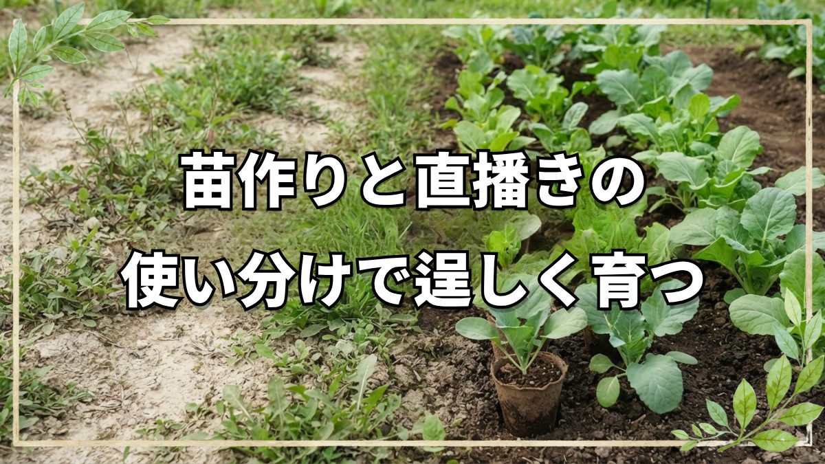 自然栽培におけるポット育苗と直播きの使い分け｜畑の土を使った苗作りの基本