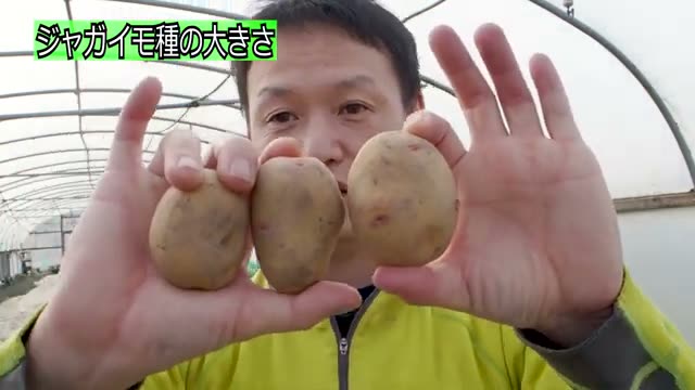 タネ芋の選び方と準備|切らずに丸ごと植える理由