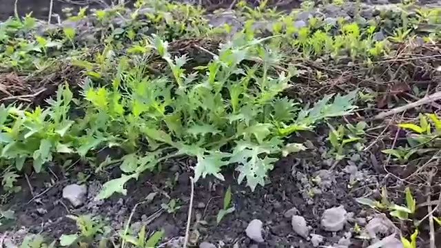 初めての種まきと野菜たちの生育状況