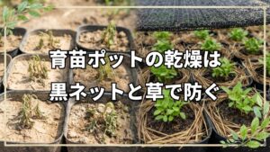 育苗ポットの乾燥対策と自然農の実践現場|「レムリアな村づくり」彩さんの畑から学ぶ