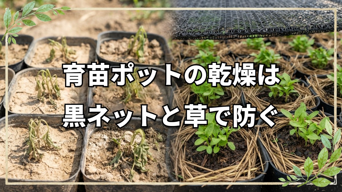 育苗ポットの乾燥対策と自然農の実践現場｜「レムリアな村づくり」彩さんの畑から学ぶ